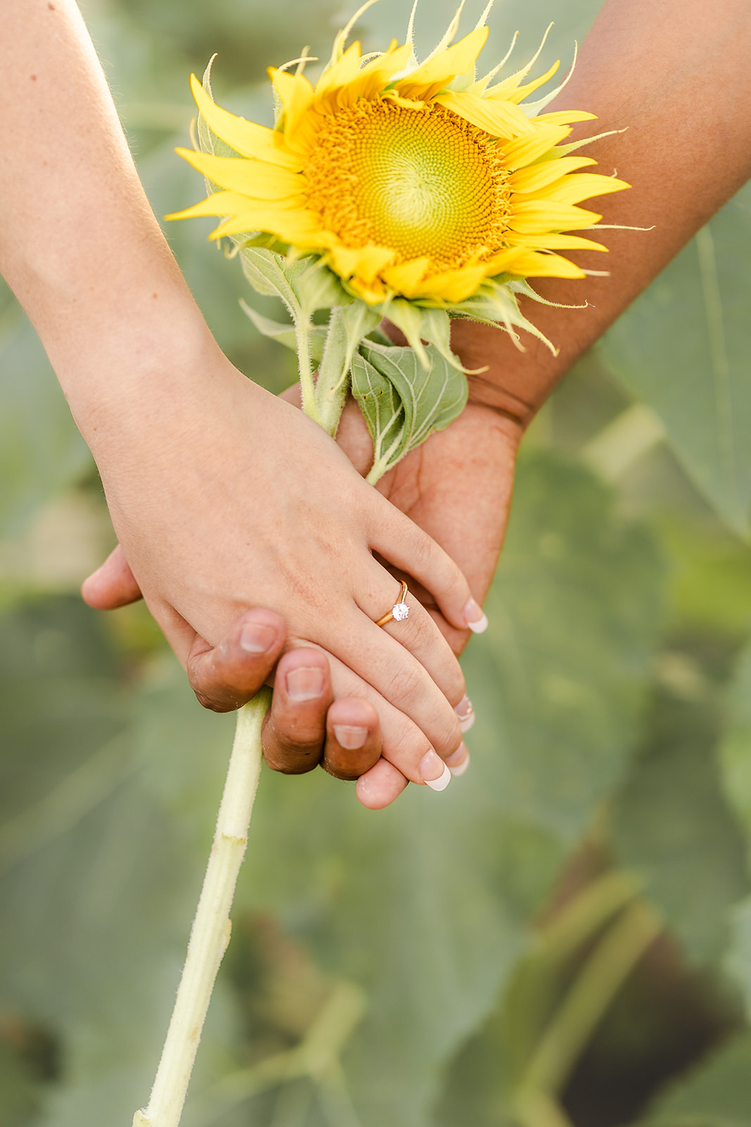 Kalbar Sunflower Engagement